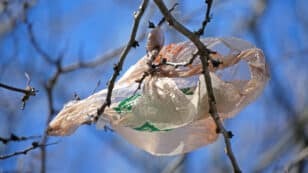 Massachusetts State Senate Passes Plastics Ban