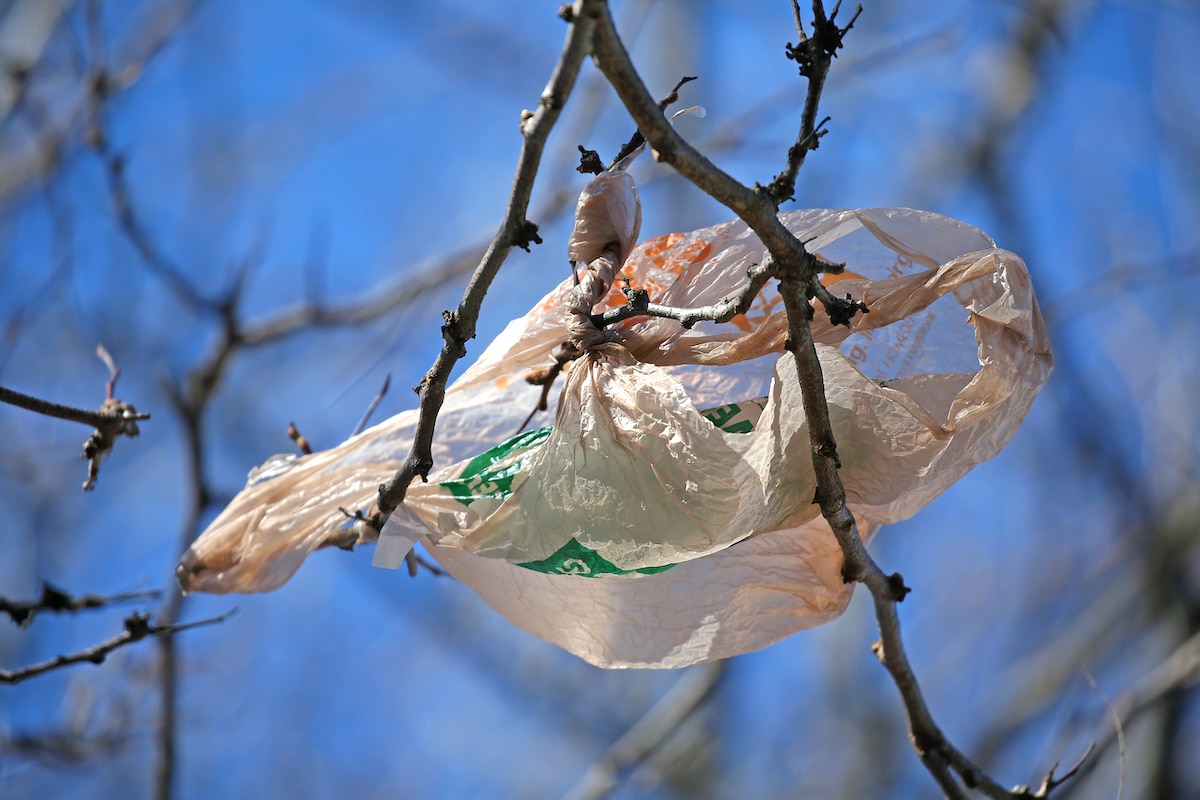 A plastic bag is caught in a tree on Putnam Avenue in Cambridge, Massachusetts