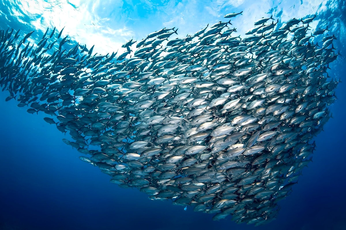 A school of fish in the Pacific Ocean's Gulf of Thailand