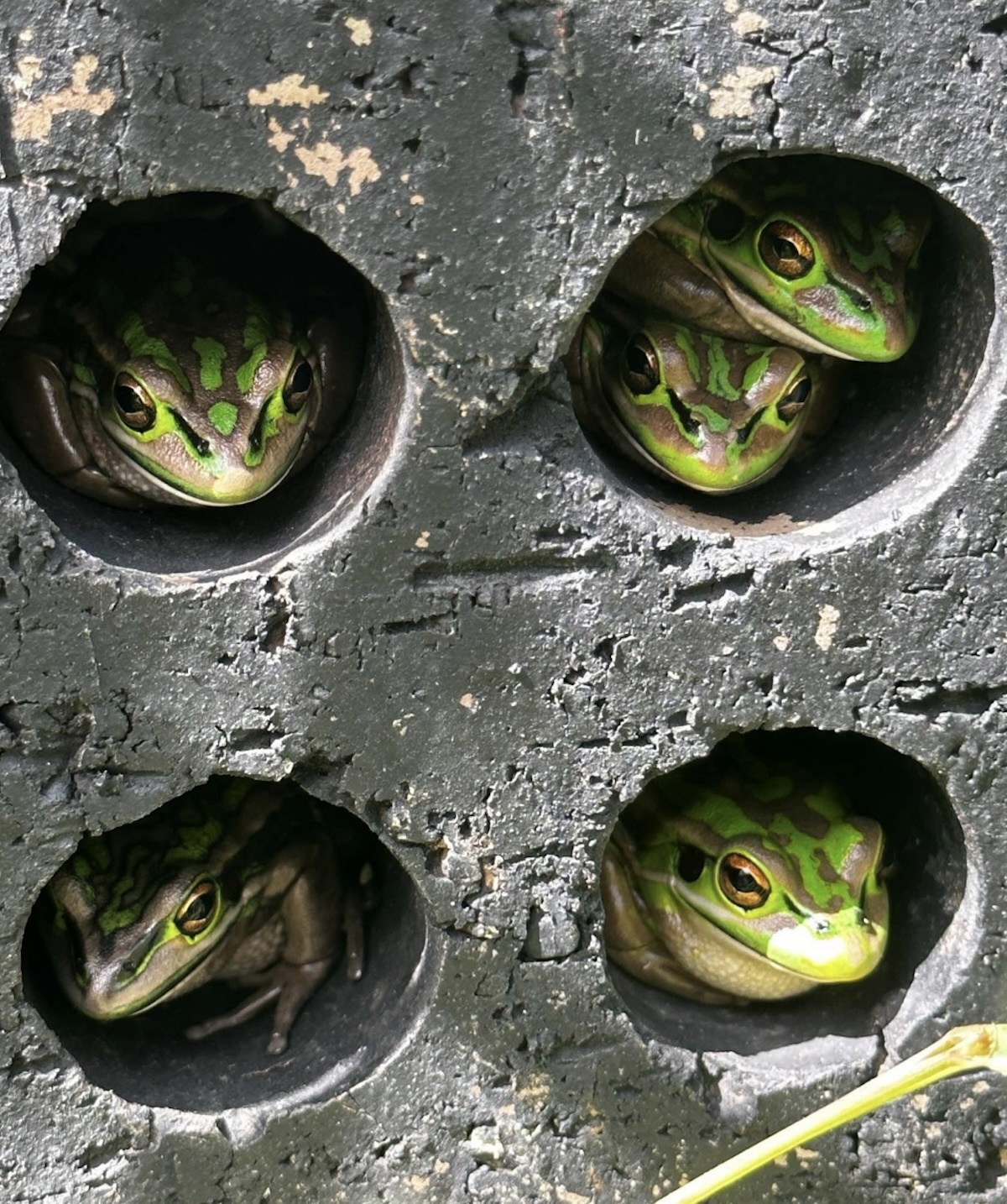 Researchers developed a brick-filled greenhouse warmed by sunlight that helps frogs survive a fungus that can’t tolerate high temperatures.